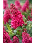 Буддлея Давида Літл Руби|Buddleja davidii Butterfly Candy ® Little Ruby|Буддлея Давида Литл Руби